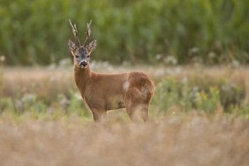 Roebuck - buck (Capreolus capreolus) Roe deer - goat