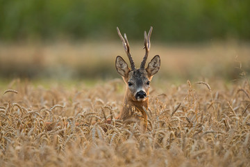 Roebuck - buck (Capreolus capreolus) Roe deer - goat © szczepank