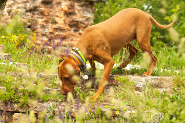 Portait of an adventurous hungarian vizsla pointing dog