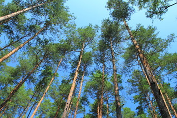 High pine trees in the forest against blue sky