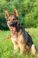 View on a german shepherd dog sitting on the green grass