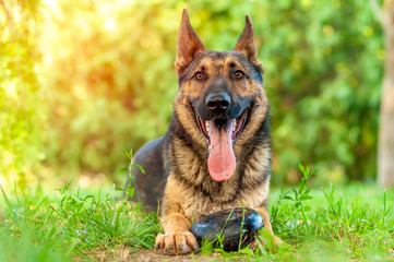 View on a german shepherd dog sitting on the green grass
