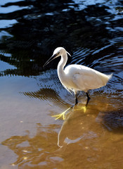 Garzetta in piedi nel laghetto di Villa Borghese