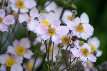 Beautiful pink flower anemones fresh spring morning on nature and fluttering butterfly on soft green background, macro. Spring template, elegant amazing artistic image, free space