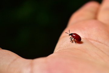 Small red beetle walking on a hand