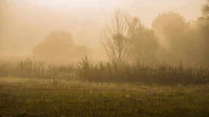 Naklejka na ściany i meble foggy morning in a meadow in a rural hilly region.