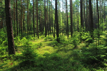 Fototapeta na wymiar Beautiful view in summer pine forest in Poland
