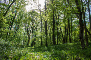 Nationalpark Thayatal in Austria