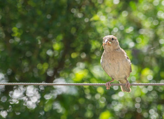 Spatz sitzt auf einem Draht vor einem grünen Hintergrund