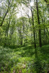Nationalpark Thayatal in Austria