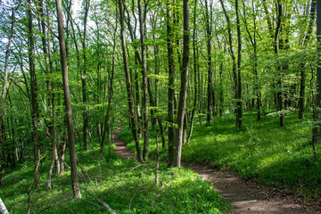 Nationalpark Thayatal in Austria