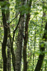 Fototapeta premium great woodpecker in Nationalpark Thayatal in Austria