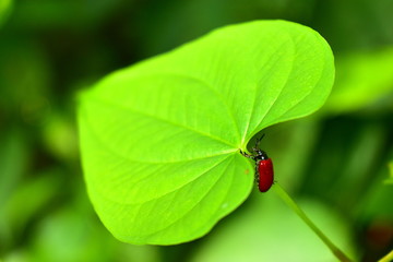 Red beetle on the edge of a big leaf