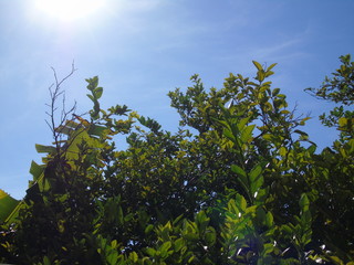 green leaves and blue sky