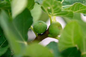 Green, unripe fig fruits & large leaves