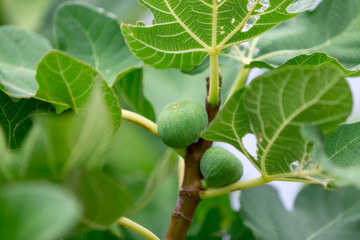 Green, unripe fig fruits & large leaves