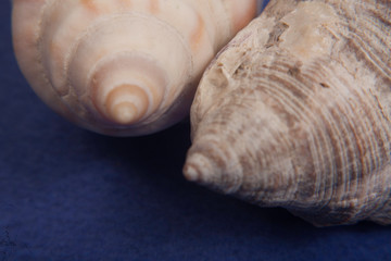 sea shells macro