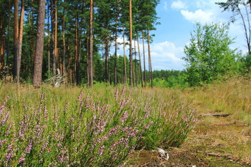 Heather in the edge of the pine forest in Poland