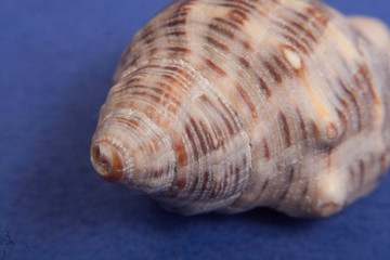 sea shells macro