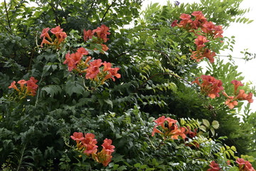 red flowers in the garden