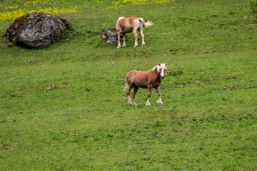 Horses on an hill in green grass in Austria