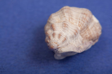 sea shells macro