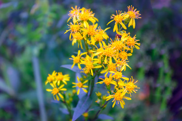 A close up of the blooming medicinal herb hypericum. Hypericum perforatum.
