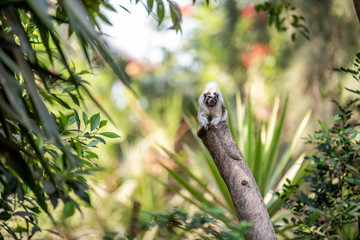 Cotton top tamarin on a tree in a zoo.