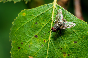 Fliege auf einem grünem Blatt