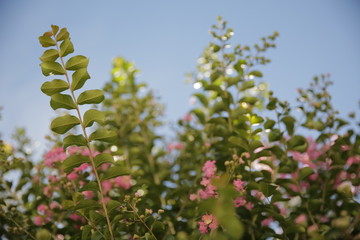 flowers and blue sky