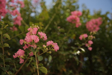 pink flowers in garden