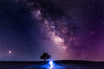 Naklejka premium The Milky Way crossing the Sky above a tree in a lavender field.
