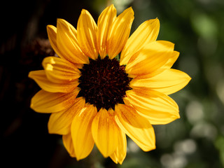 Sonnenblume in Nahaufnahme