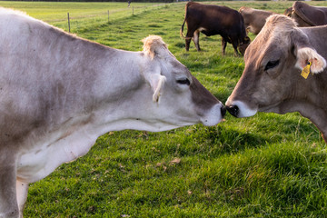 Jungvieh auf der Sommerweide
