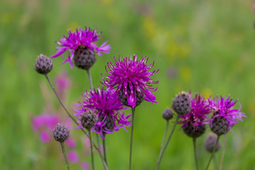 Flower burdock on a blurred background close-up. Bright flower burdock on a blurred background...