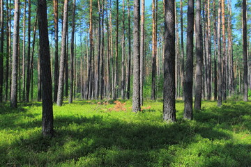 Forest with pine trees in summer season