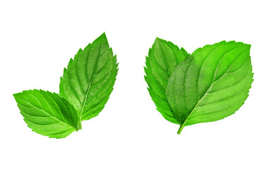 Fresh mint leaves  isolated on white background,