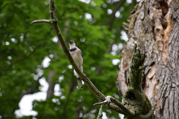 Blue Jay bird on a tree branch