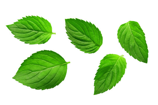 Fresh greent leaves isolated on the white background. Mint, peppermint close-up.