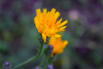 Wild wildflowers close-up. Wild flowers in a meadow nature. Natural summer background with wild flowers in the meadow in the morning sun rays.