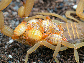 female Arizona bark scorpion, Centruroides sculpturatus, carrying newborn babies on back, close-up side view