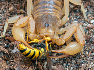 adult female stripe-tailed scorpion, Paravaejovis spinigerus, eating a yellowjacket wasp, Dolichovespula arenaria, close-up