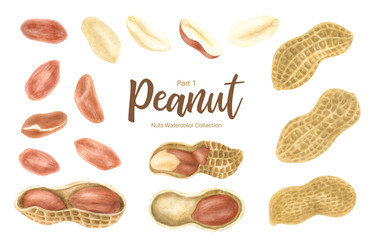 Peanut. Groundnut whole , halves, in shell and individual kernels isolated on white background set.Traditional and healthy peanut butter breakfast food. Watercolor illustration.
