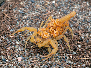 female Arizona bark scorpion, Centruroides sculpturatus, carrying babies on back, on sand, 3/4 view