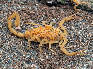 female Arizona bark scorpion, Centruroides sculpturatus, carrying babies on back, on sand, side view