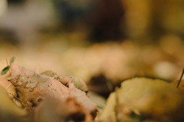 Yellow autumn leaves lie in the park. Fallen yellow leaves on the ground. Autumn background