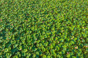 Aerial photography bird-eye view of Lotus leaf nature background