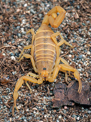 Gravid female Arizona bark scorpion, Centruroides sculpturatus, xeric morph, on sand, from above, vertical