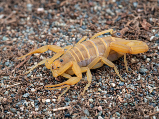 Gravid female Arizona bark scorpion, Centruroides sculpturatus, xeric morph, on sand, 3/4 view