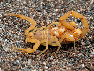 female Arizona bark scorpion, Centruroides sculpturatus, carrying newborn babies on back, side view